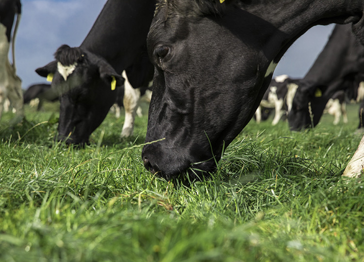 cow grazing on grass