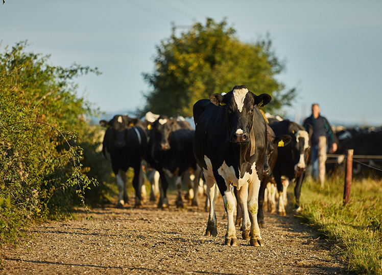 cow walking down farm lane